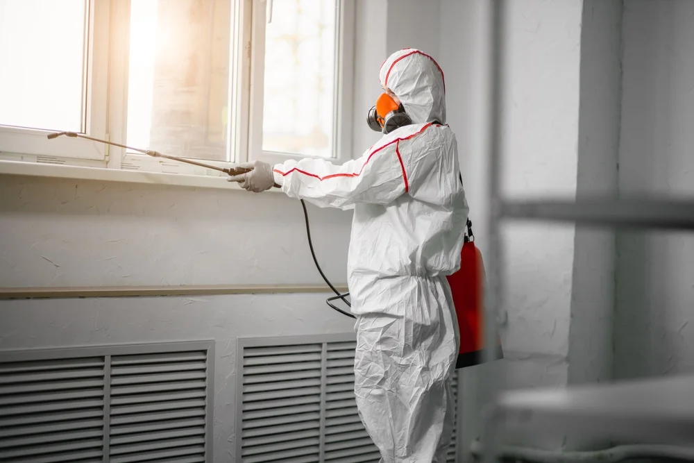 Professional mold remediation services in East Killingly, CT